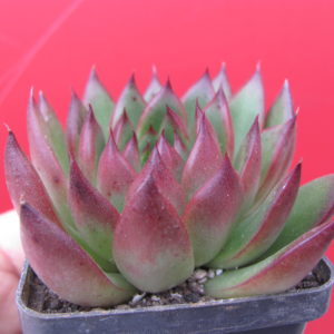 Echeveria    agavoides  Christmas