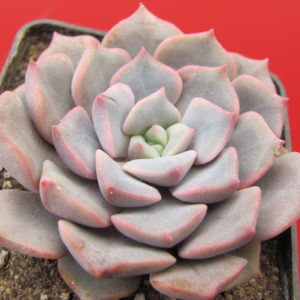 Echeveria   hybr.     #29