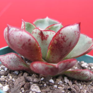 Echeveria   longissima