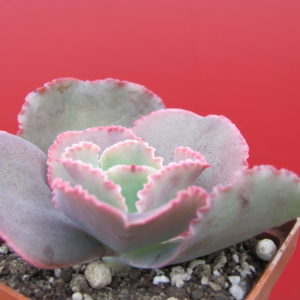 Echeveria   Dick,s  Pink