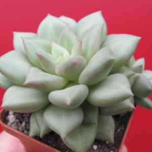 Echeveria  Van Keppel