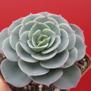 Echeveria  Compton Carousel   *Green*