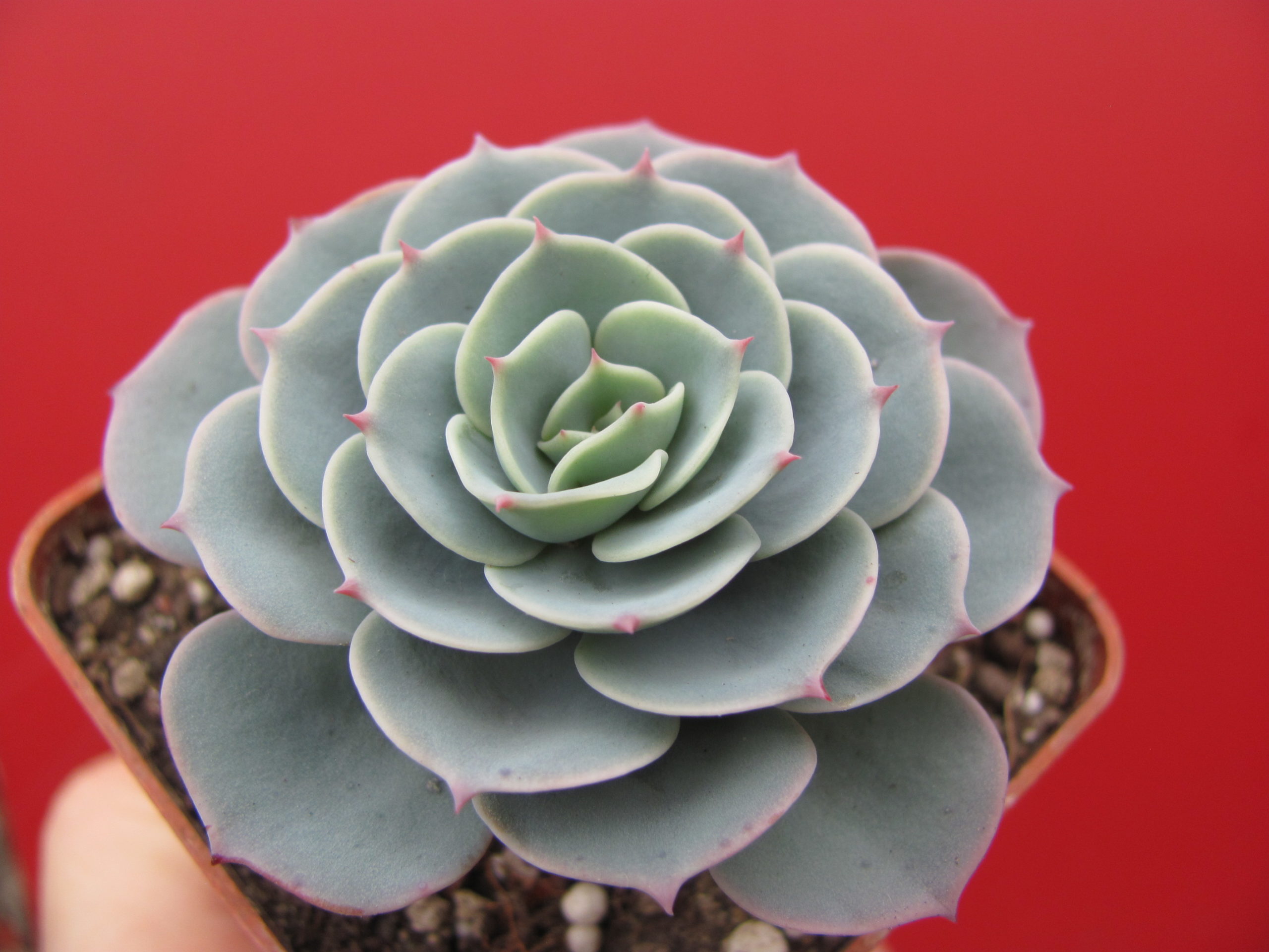 Echeveria  Compton Carousel   *Green*