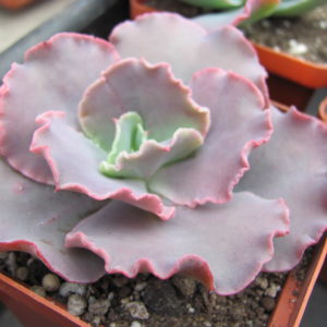 Echeveria   Aguarius Red