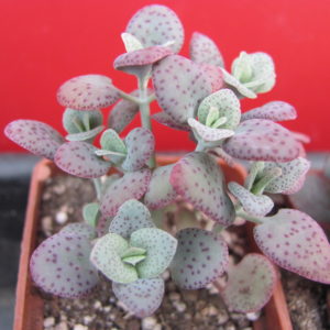 Crassula cordata
