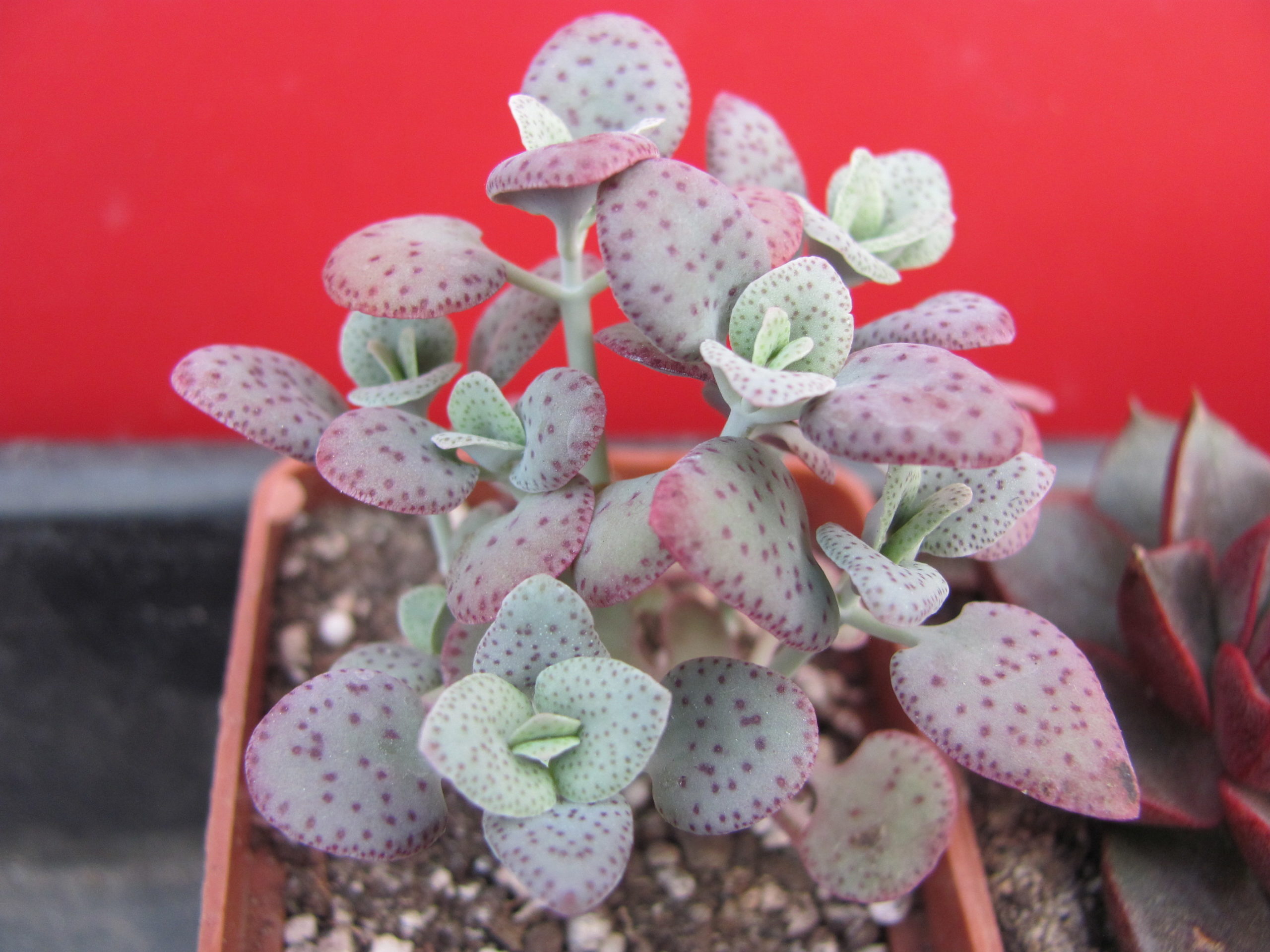 Crassula cordata