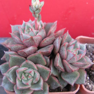 Echeveria   purpusorum  hybr.