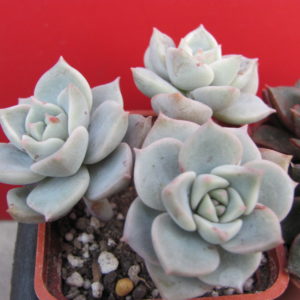 Echeveria   titubans