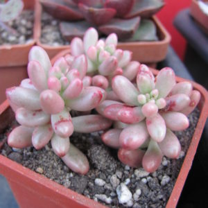 Sedum   Aurora