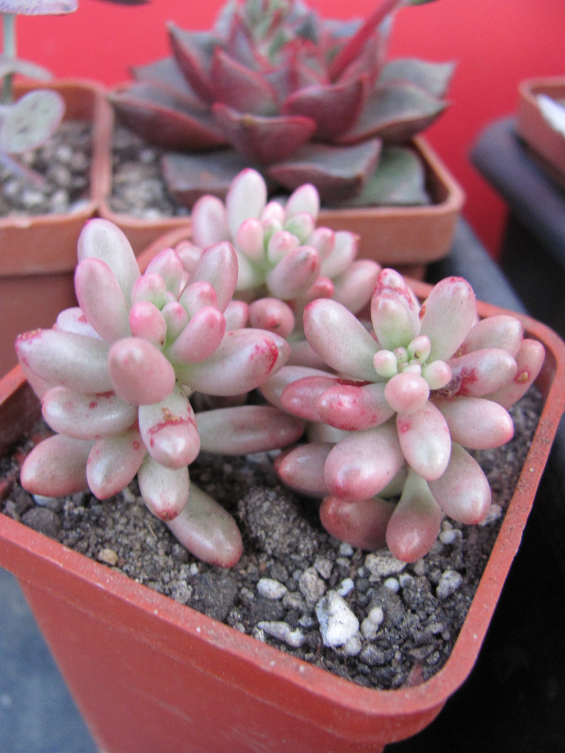 Sedum   Aurora