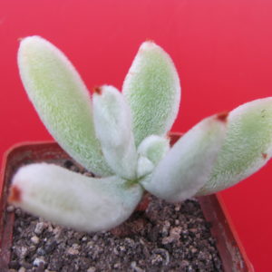 Echeveria  leucotricha