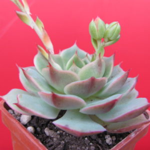 Echeveria    Ramillete