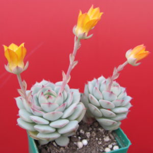Echeveria   derenbergii