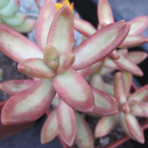Sedum   nussbaumerianum