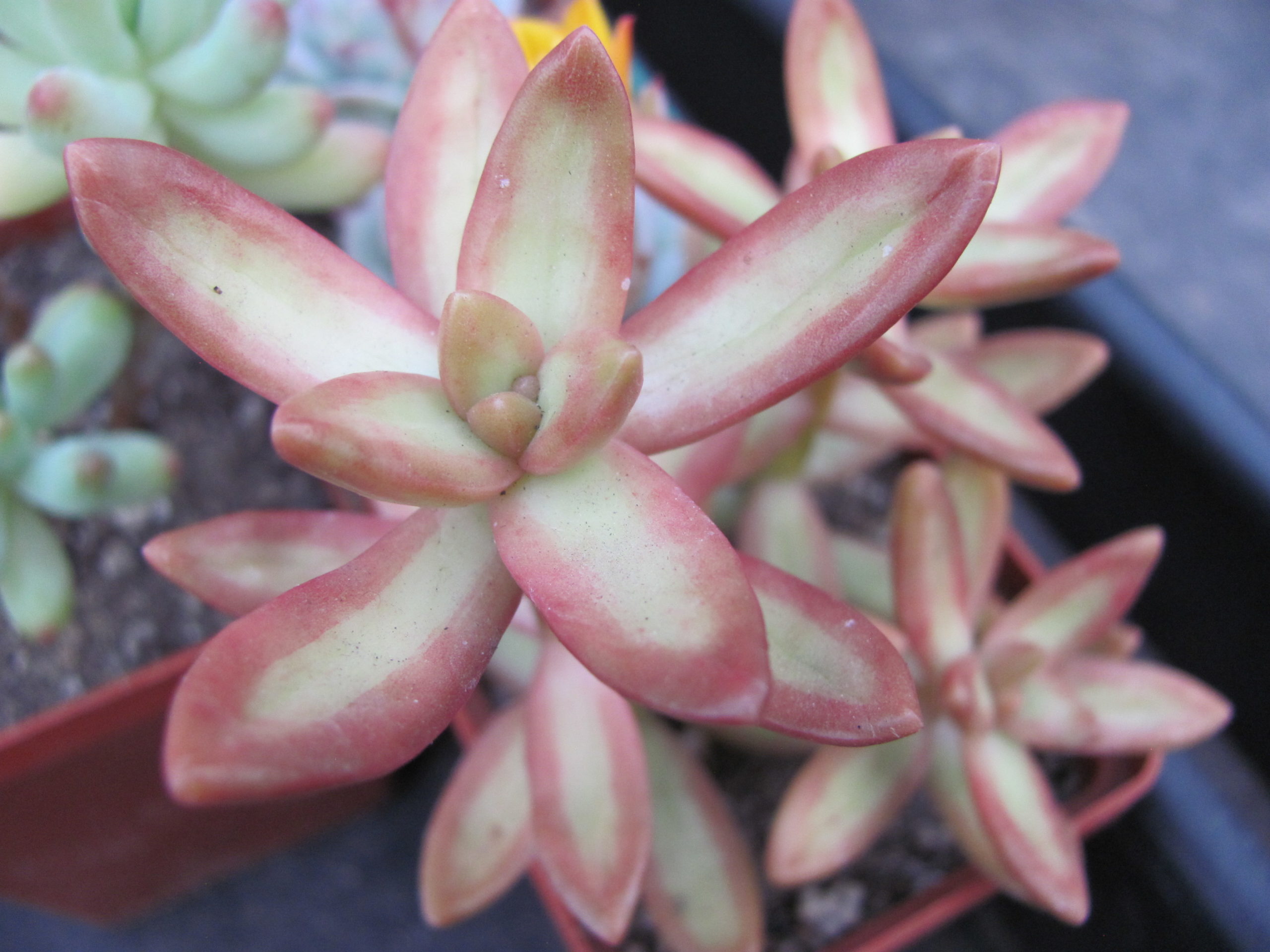 Sedum   nussbaumerianum