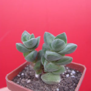 Crassula  moonglow