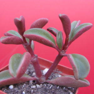 Peperomia   graveolens