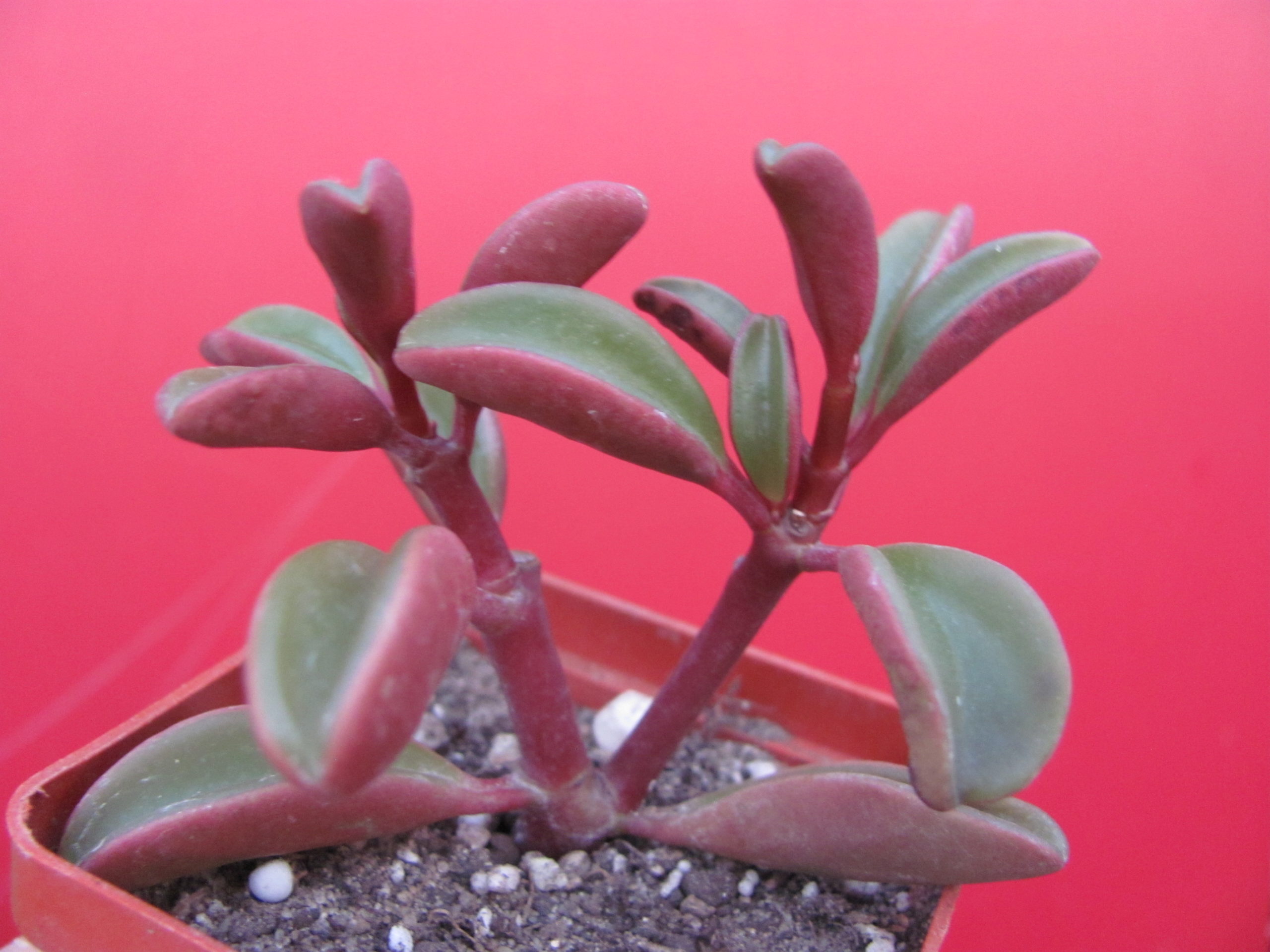 Peperomia   graveolens
