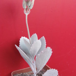 Kalanchoe