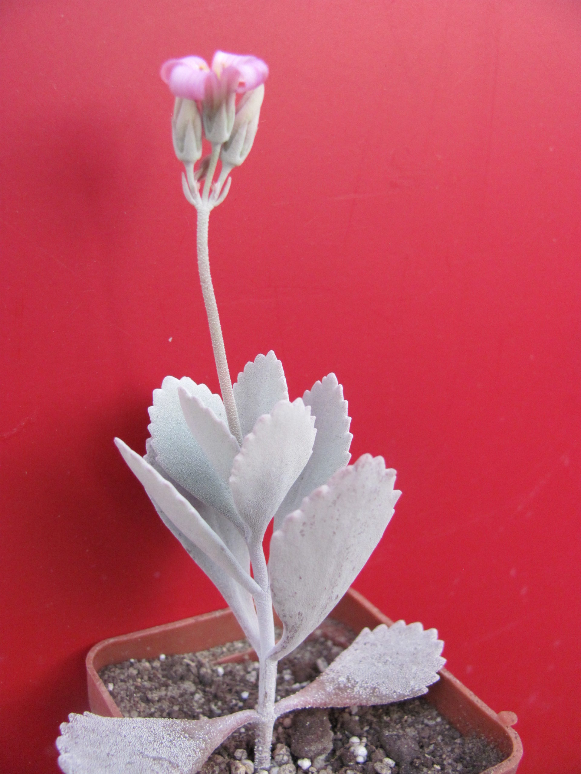 Kalanchoe