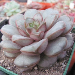 Echeveria   amerhorum