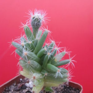 Trichodiadema  densum