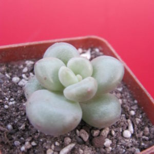 Echeveria  Bill Gates