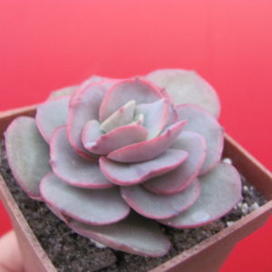 Echeveria   Suyon