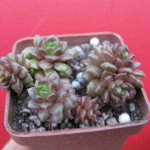 Cremnosedum    Little Gem