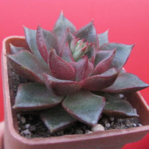 Echeveria  purpusorum   Red