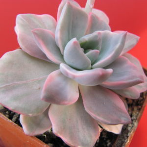 Echeveria Mrs.  Richards  variegata