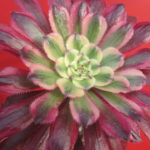 Aeonium   Mardi Gras
