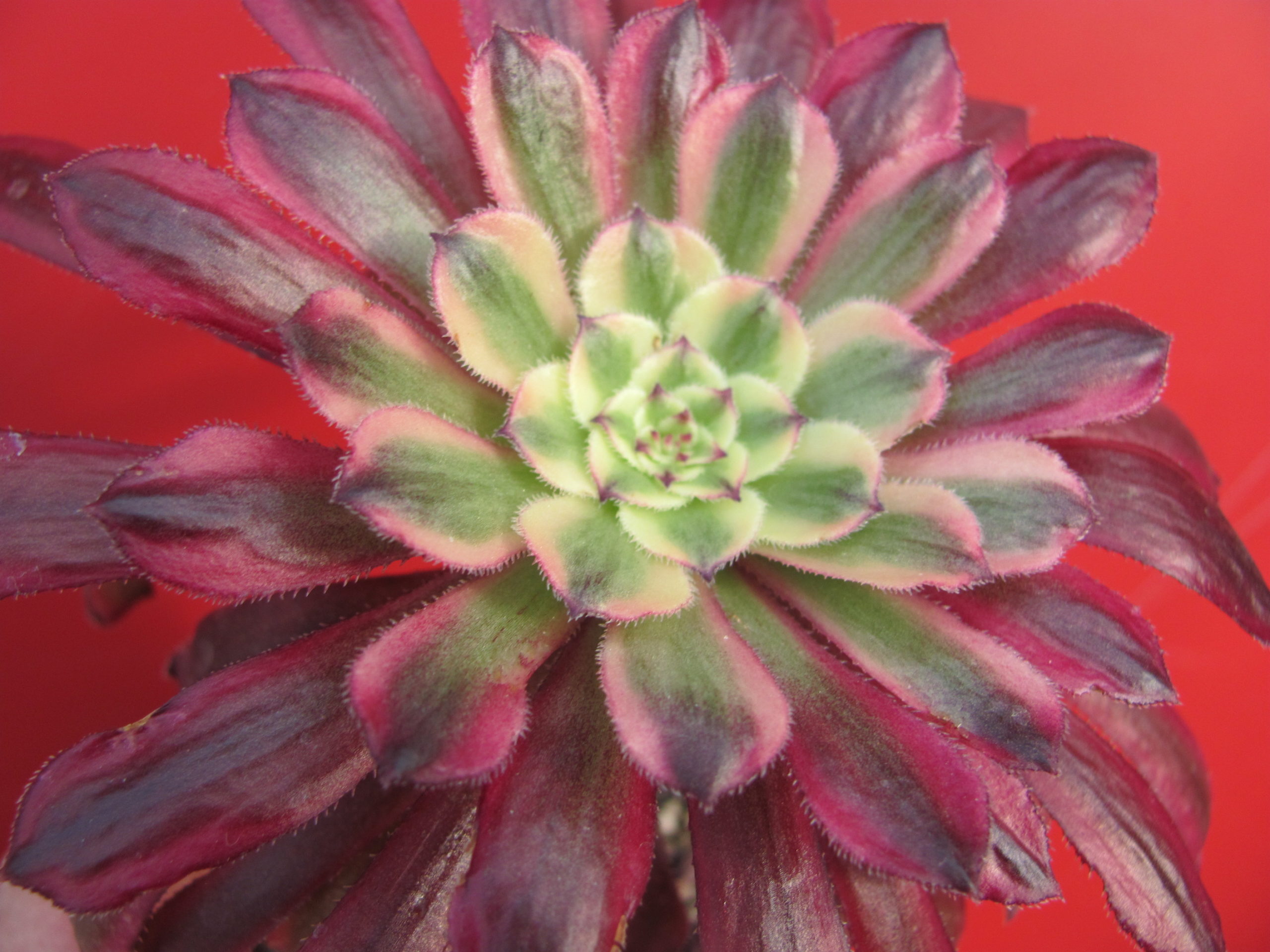 Aeonium   Mardi Gras