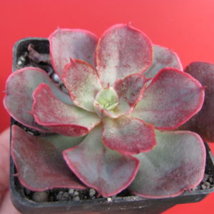 Echeveria   Red Prince