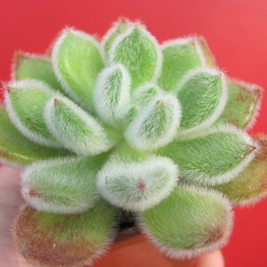 Echeveria   Doris Taylor