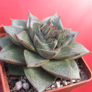 Echeveria   purpusorum  *White  form*