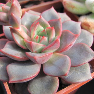 Echeveria   hybr.