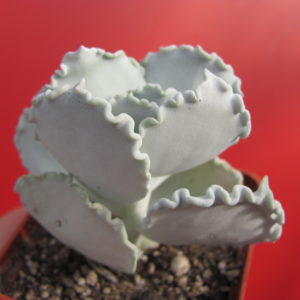 Cotyledon    undulata