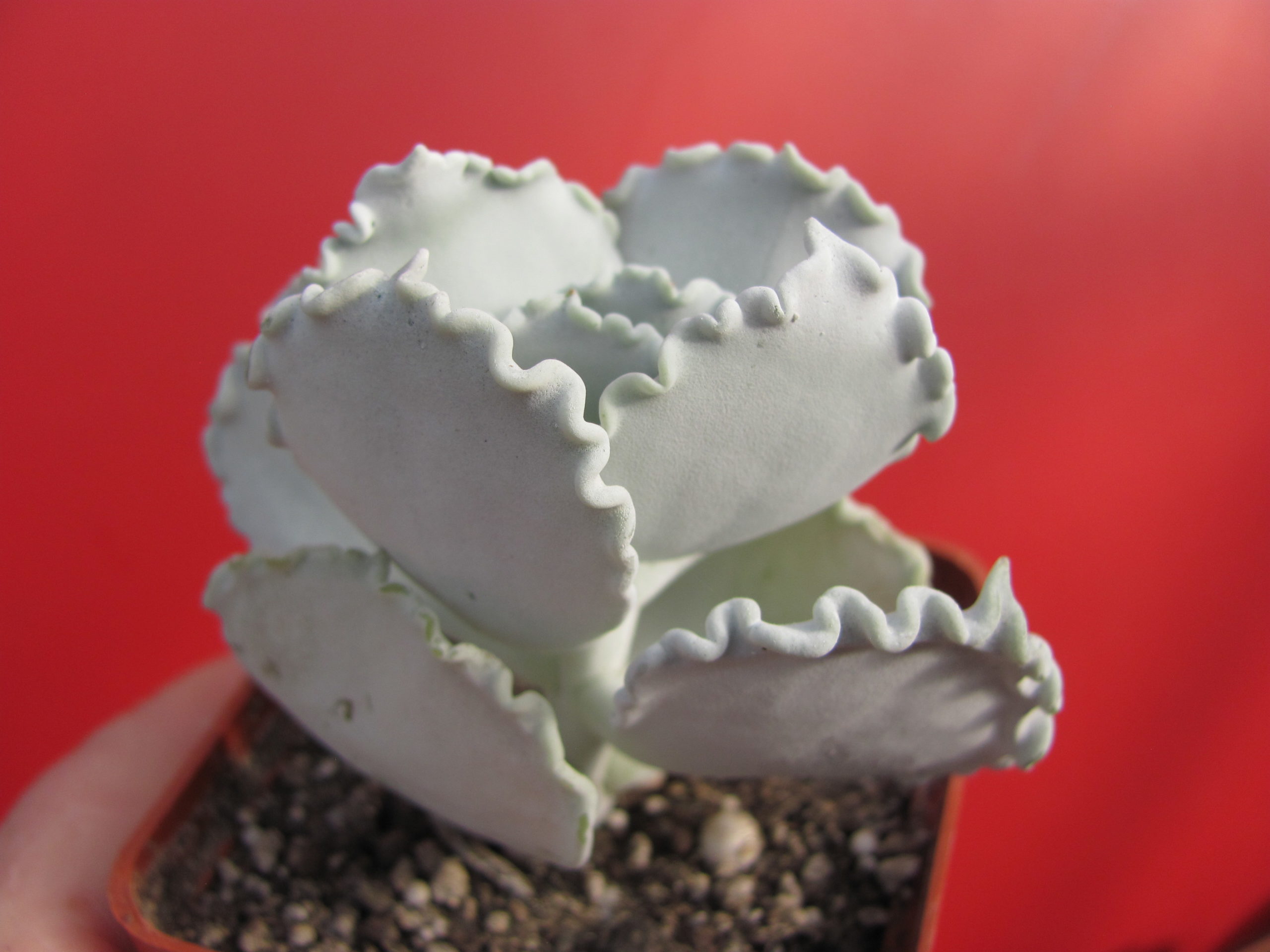Cotyledon    undulata