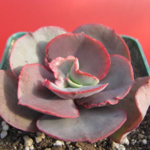Echeveria   Suyon