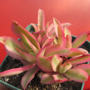 Crassula  campfire variegata