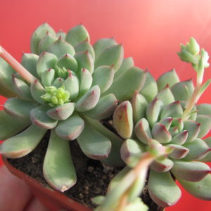 Echeveria   hybr.