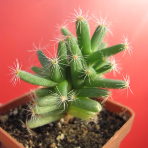 Trichodiadema  densum