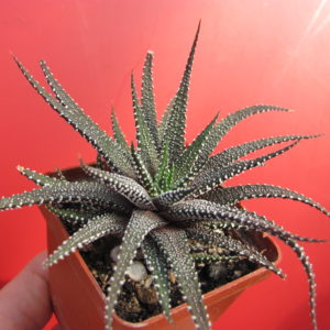 Haworthia   attenuata  *Concolor*
