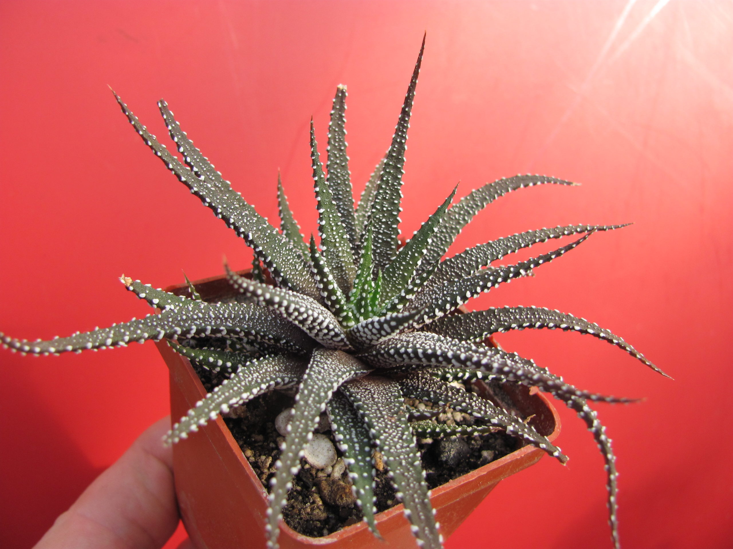 Haworthia   attenuata  *Concolor*