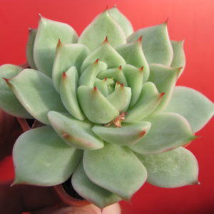 Echeveria    hybr.