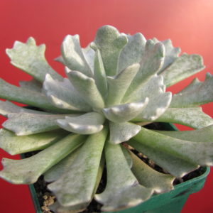 Senecio scoposus addoensis