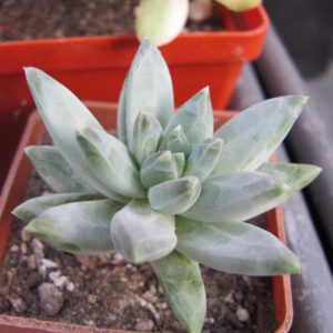 Pachyphytum hybr.
