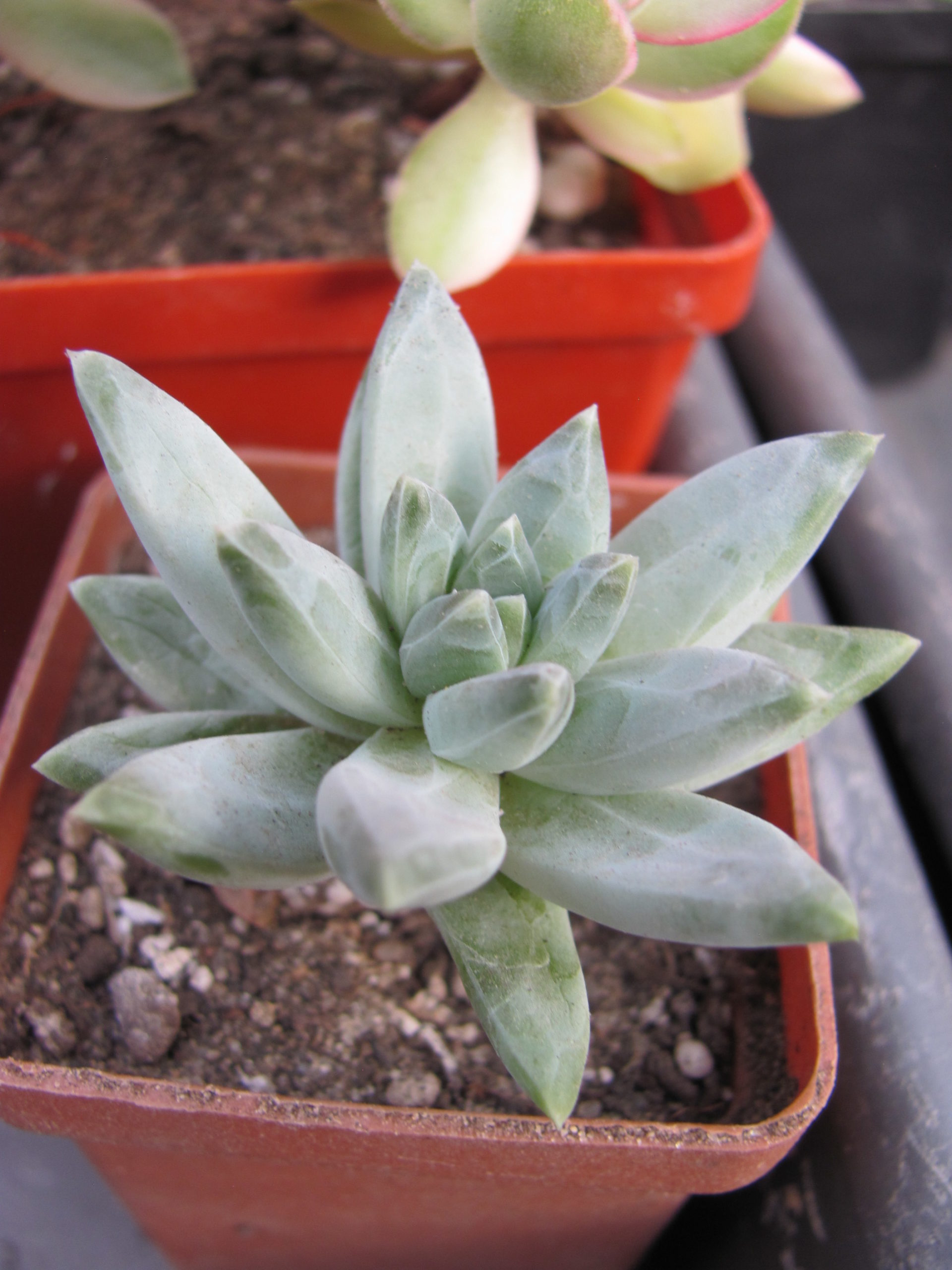 Pachyphytum hybr.