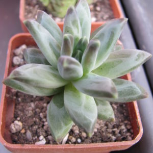 Pachyphytum  compactum  *Purple Diamond*